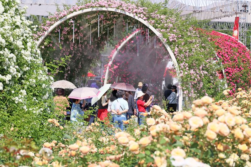 30일 전북 임실군 치즈테마파크 장미원에서 장미축제가 열리고 있는 가운데 관광객들이 장미터널로 들어가고 있다.(임실군제공, 재판매 및 DB금지)2026.5.30 ⓒ 뉴스1 김동규 기자