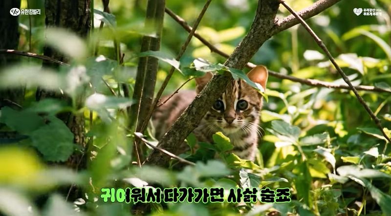 화제를 모은 유한킴벌리의 광고 영상 (유한킴벌리 유튜브 캡처)