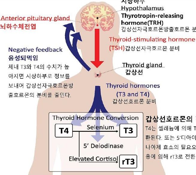 시상하부-뇌하수체-갑상선축