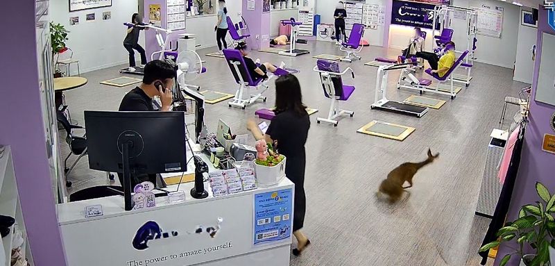 제천 여성전용 운동센터에서 뛰어다니는 야생고라니.(독자 제공. 재판매 및 DB금지)/뉴스1