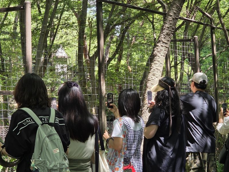 대전 오월드가 재개장한 5일 오전 늑대사파리에 늑구를 보러 온 관람객들이 모여들어 사진을 촬영하고 있다. 2026.06.05. /사진=뉴스1
