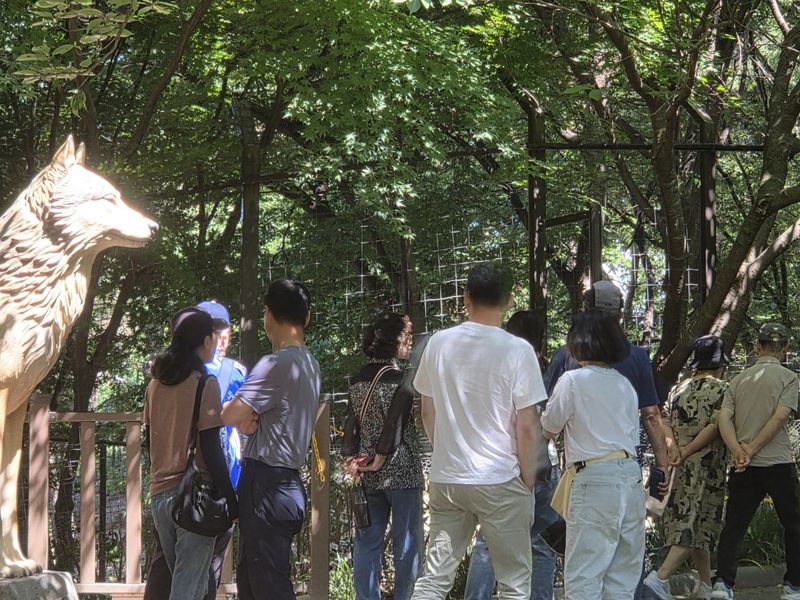 주말인 6일 오월드 늑대 사파리에 관람객들이 모여들어 늑구를 찾고 있다. ⓒ 뉴스1 김종서 기자