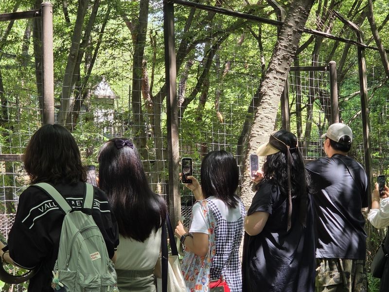 대전 오월드가 재개장한 5일 오전 늑대사파리에 늑구를 보러 온 관람객들이 모여들어 사진을 촬영하고 있다. ⓒ 뉴스1 김종서 기자