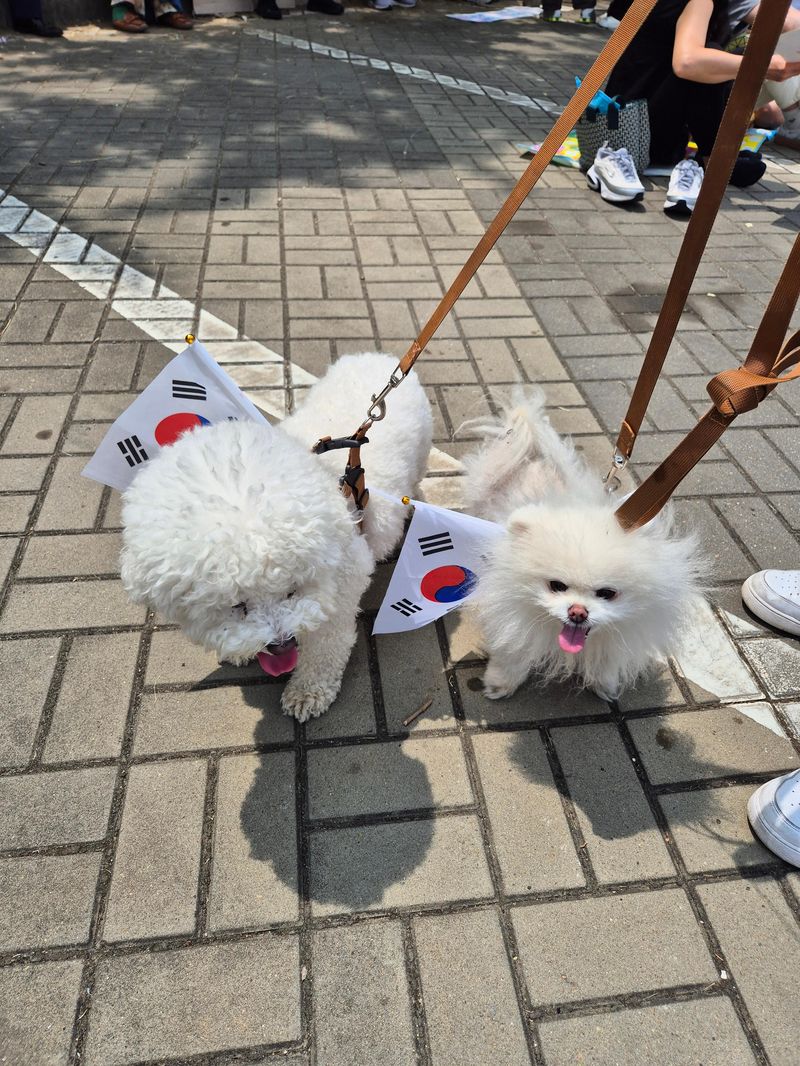 반려견에게 태극기를 둘러주고 집회 현장을 찾은 시민들도 눈에 띄었다. 사진=김예지 기자