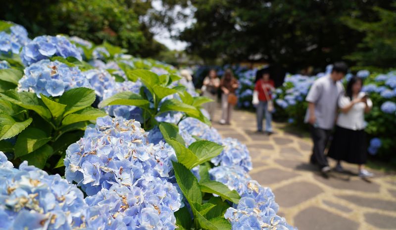 [서귀포=뉴시스] 우장호 기자 = 대체로 맑은 날씨를 보인 13일 제주 도내 대표적인 수국 명소인 서귀포시 온평리 혼인지에 나들이객들이 찾아와 즐거운 시간을 보내고 있다. 2026.06.13. woo1223@newsis.com