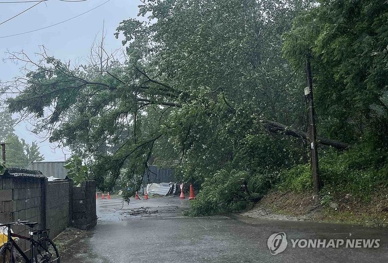 강릉서 강풍과 폭우에 쓰러진 나무 (출처=연합뉴스)
