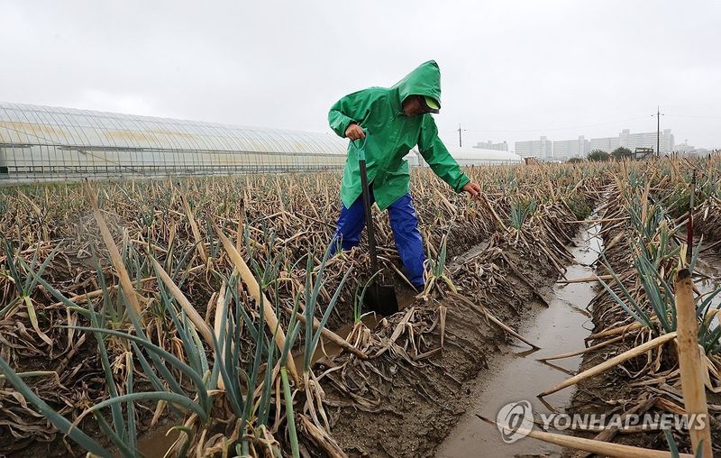 2025년 9월 말라 죽은 대파밭 찾은 농민 (출처=연합뉴스)
