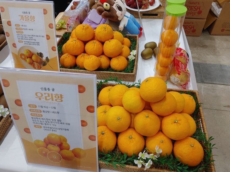 제주 육성 신품종 만감류 전시 모습. 제주 농업기술원은 우리향·달코미·가을향·설향·맛나봉·레드스타 등 6종을 중심으로 제주형 만감류 보급을 확대하고 있다. /사진=제주특별자치도 농업기술원 제공