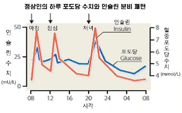 문 안 만드는 1형, 문 못 여는 2형…당뇨의 두 얼굴 [안철우 교수의 호르몬 백과사전]