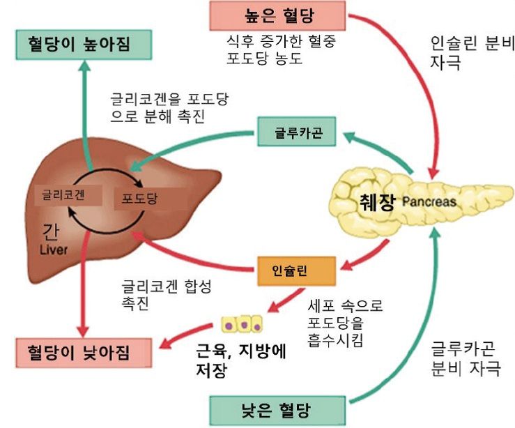 문 안 만드는 1형, 문 못 여는 2형…당뇨의 두 얼굴 [안철우 교수의 호르몬 백과사전]