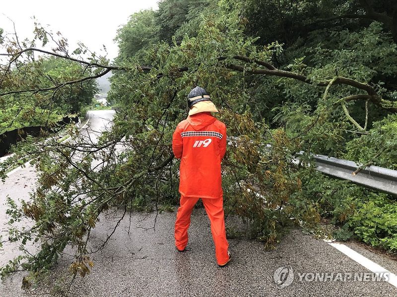 폭우로 쓰러진 나무 제거하는 소방대원 (출처=연합뉴스)