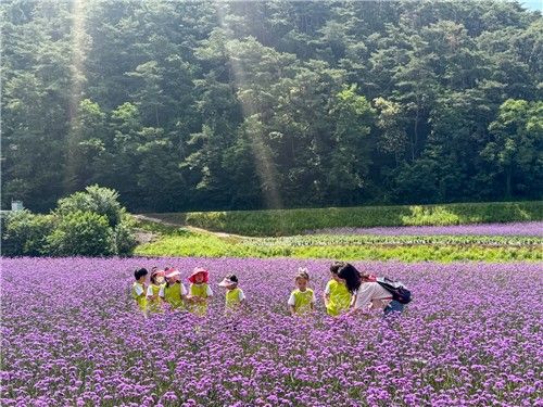 가곡면에 핀 버베나 (출처=연합뉴스)