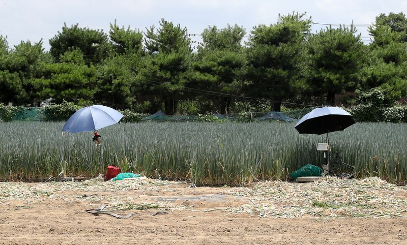 경북 경산과 포항에 사상 첫 '폭염중대경보'가 발령된 12일 오후 뙤약볕에 내리쬐는 경산시 한 파밭에 대파 수확이 중단돼 파라솔만 덩그러니 놓여 있다. 2026.7.12 ⓒ 뉴스1 공정식 기자