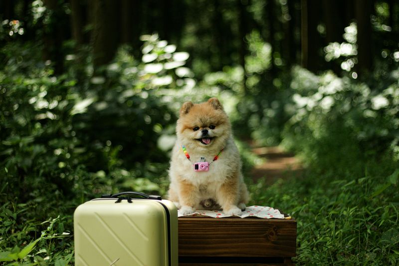 여행용 가방 옆에 반려견이 앉아 있다. 제주관광공사가 오는 27일까지 관광지와 숙박시설, 음식점, 카페 등 ‘혼저옵서개’ 프로젝트에 참여할 반려동물 친화업체를 모집한다. /사진=제주관광공사 제공