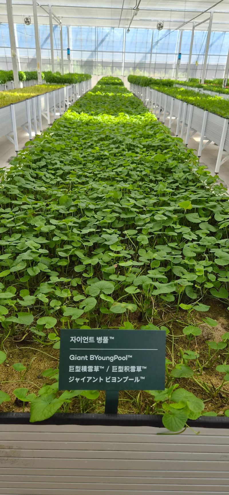 리만팜에서 재배·연구·생산되는 리만코리아 독점 품종 자이언트 병풀. 김장욱 기자