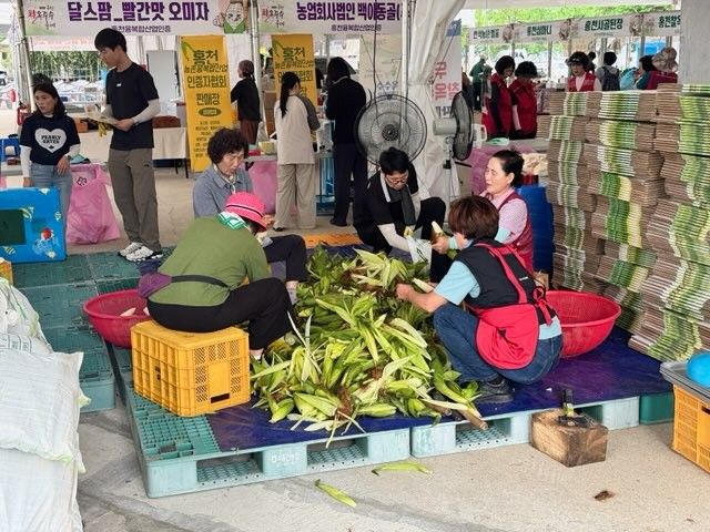 제30회 홍천찰옥수수축제가 17일 오전 막을 올린 가운데 축제 관계자들이 갓 수확한 찰옥수수를 손질하고 있다. 홍천문화재단 제공
