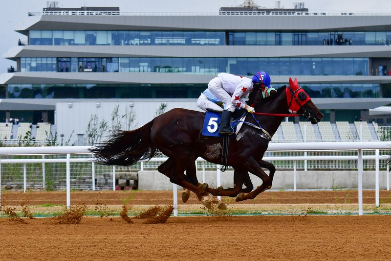 18일 오후 경북 영천시 금호읍에 있는 ‘렛츠런파크 영천’에서 열린 7월 실전 최종 리허설에서 경주마들이 전력 질주하고 있다. 2026.7.18 ⓒ 뉴스1 최창호 기자