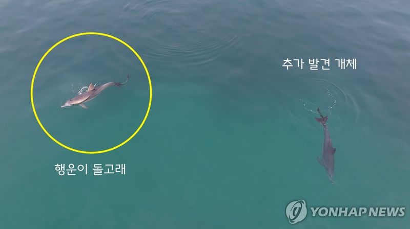 지난 17일 오후 제주시 구좌읍 월정리 앞바다에서 꼬리에 폐어구가 걸린 남방큰돌고래가 기존 피해 개체인 '행운이'와 함께 유영하고 있다. 두 개체는 현재 움직임이 양호하지만 다른 폐어구가 추가로 엉킬 위험이 남아 있다. /사진=연합뉴스