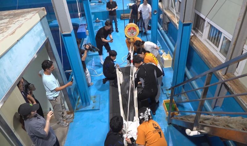 특수 운송장비를 이용해 별도로 마련된 전용 치료수조로 이송되고 있는 남방큰돌고래 '안목이'(해양수산부 제공)