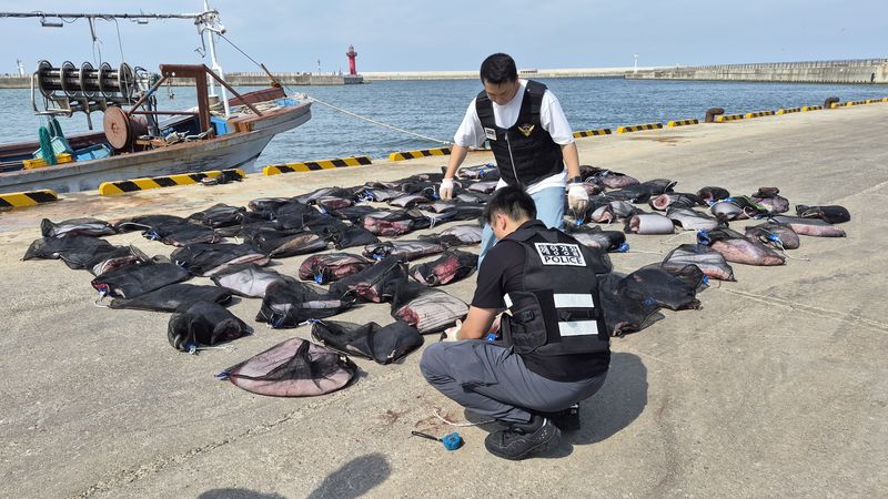 20일 경북 포항해양경찰서 형사대가 연중 포획이 금지된 밍크고래를 불법으로 운반한 40대 선장 A씨를 혐의(수산자원관리법 위반)등으로 구속하고 육상 운반책 3명을 불구속했다.(포항해양경찰서제공, 재판매 및 DB금지) 2026.7.2