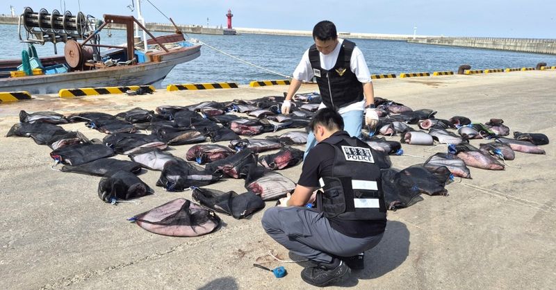[포항=뉴시스] = 불법으로 잡아 해체한 후 선박으로 운반한 밍크 고래. (사진=포항해양경찰서 제공) 2026.07.20. photo@newsis.com