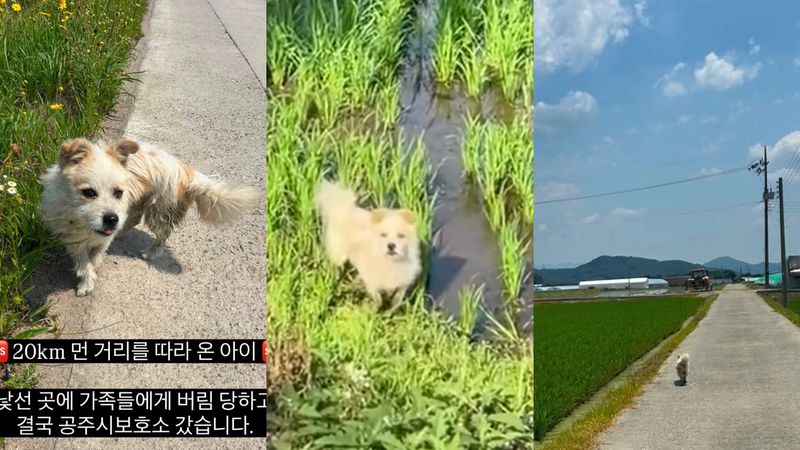[서울=뉴시스] 국토대장정을 하는 사람들을 따라 20㎞ 거리를 따라간 유기견 ‘공주’. (사진=유기견 입양 홍보 계정인 럭키러버(@lucky.lover_s2) 인스타그램 캡처)