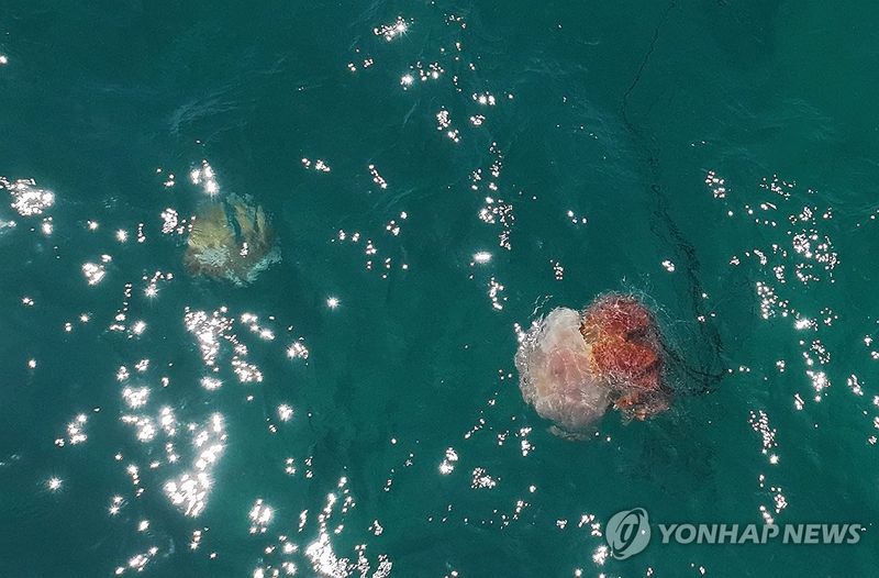 제주 앞바다에 나타난 노무라입깃해파리(출처=연합뉴스)