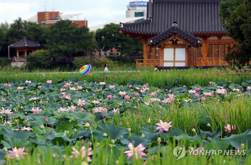 연꽃 물결 (출처=연합뉴스)
