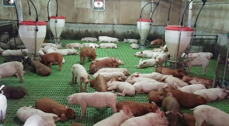제주시 한림읍 금악리의 한 양돈장 실내 전경. 제주도는 악취저감시설 설치에 집중했던 기존 대책에서 농장 내부에 장기간 쌓인 고착슬러지를 제거하고 가축분뇨를 신속하게 수거하는 방식으로 관리체계를 바꾸고 있다. /사진=제주특별자치도 제공