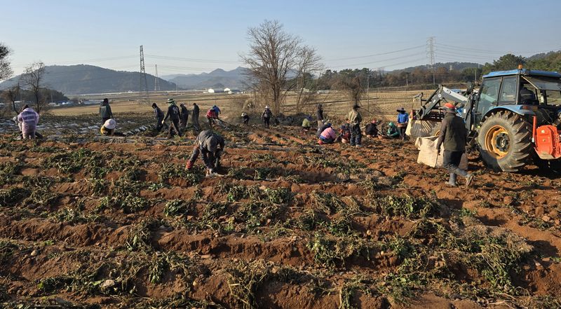 [무안=뉴시스] 영광 홍농청보리영농조합 공동영농 현장. (자료사진 = 전남도 제공). 2025.12.10. photo@newsis.com *재판매 및 DB 금지