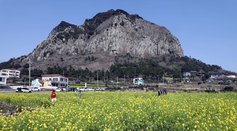 제주 서귀포시 안덕면 산방산.2024.3.8 ⓒ 뉴스1 고동명 기자