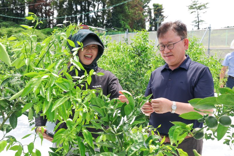이승돈 농촌진흥청장이 지난 7월29일 제주 서귀포시 사랑꽃감귤농장을 찾아 국산 감귤 품종 '하례조생'의 재배 현황을 살펴보고 현장 의견을 청취하고 있다. 올해 노지감귤 재배면적은 지난해보다 0.2% 감소하지만 생산량은 3.9% 늘어날 것으로 전망돼 품질관리와 분산출하 등 가격 안정 대응이 중요해지고 있다. /사진=농촌진흥청 제공
