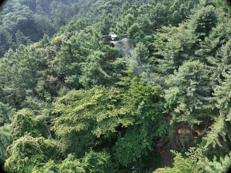 소나무재선충병 피해 확산 방지를 위한 드론 항공방재 모습.(경기도 제공. 재판매 및 DB금지)