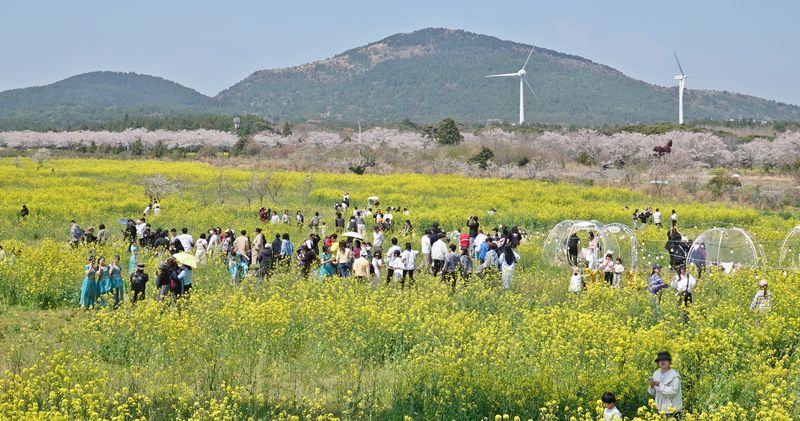 제주 서귀포시 표선면 가시리 조랑말체험공원에서 열린 제43회 서귀포유채꽃축제에서 방문객들이 행사에 참여하고 있다. 제주도와 ㈜테이블지니는 8월 25일부터 31일까지 농촌 생활과 주민 교류를 경험하는 '오아시스마을' 1기 프로그램을 운영한다. /사진=뉴시스
