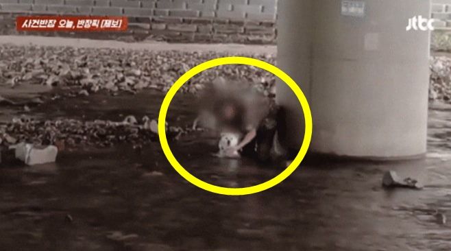 사람들이 물놀이 즐기고 있는 하천에서 반려견에게 샴푸를 이용해 목욕시킨 남성의 모습이 포착돼 논란이다. /사진=JTBC '사건반장' 캡처