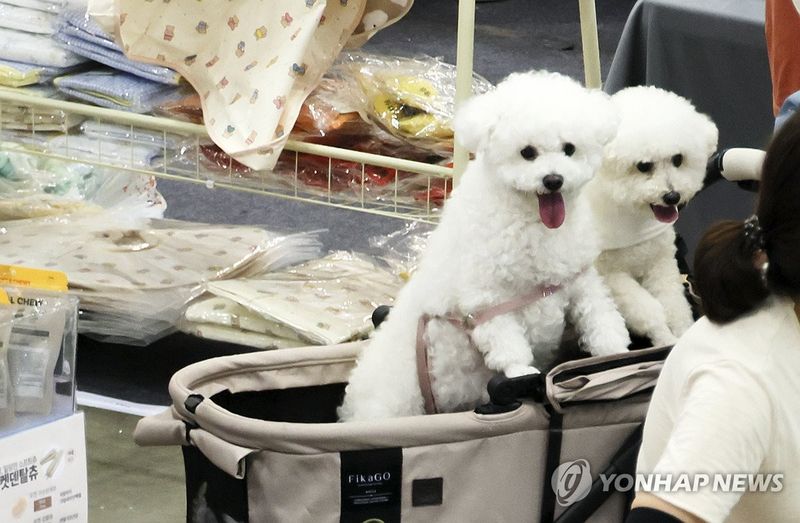 펫보험 자료사진.연합뉴스 제공