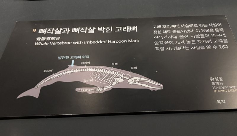 고래뼈에 박힌 사슴뿔 작살촉 모형 설명. 울산박물관
