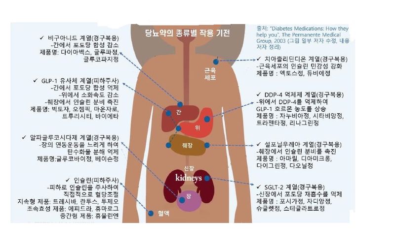 인슐린부터 위고비까지, 당뇨약의 모든 것 [안철우 교수의 호르몬 백과사전]