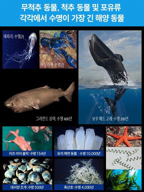 ‘해양생물의 노화 저항성을 활용한 역노화 해양소재 개발 연구’ 참고사진. 한국해양과학기술원 제공
