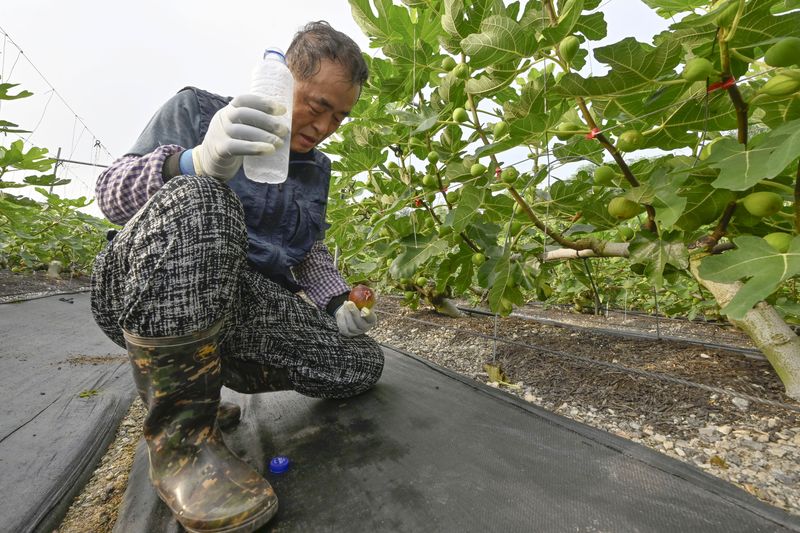 [전남광주=뉴시스] 양시원 기자 = 전남광주지역 낮 최고기온이 38도로 예보된 1일 오전 영암군 한 노지 무화과 농장에서 수확 작업을 하던 김현식씨가 냉수를 들이키고 있다. 전남광주 전지역에는 지난달 19일부터 순차적으로 내려진 폭염특보가 현재까지 이어지고 있다. 2026.08.01. goodwrite97@newsis.com