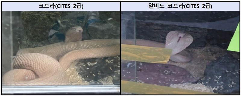 서울동부지검은 6일 코브라, 양쯔강악어와 같은 국제적 멸종위기종 등 야생생물을 밀수해 전국 각지 주택가로 유통한 혐의를 받는 전문 밀수·유통 조직 총책과 밀수책들을 재판에 넘겼다고 밝혔다. (사진. 서울동부지검 제공)