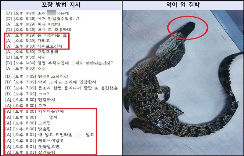 서울동부지검은 6일 코브라, 양쯔강악어와 같은 국제적 멸종위기종 등 야생생물을 밀수해 전국 각지 주택가로 유통한 혐의를 받는 전문 밀수·유통 조직 총책과 밀수책들을 재판에 넘겼다고 밝혔다. 사진은 총책 A 씨가 밀수책에게 포장 방법을 지시하는 내용(왼쪽)과 입이 결박된 악어의 모습. (사진. 서울동부지검 제공)