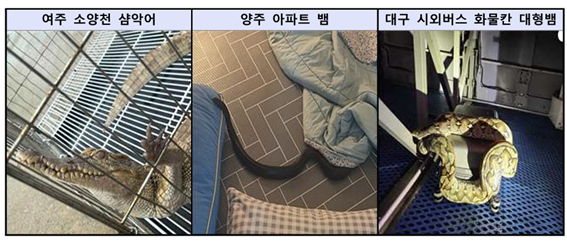 최근 여주 소양천에서 발견된 샴악어와 양주 아파트 외래종 뱀, 대구 시외버스 화물칸에서 발견된 대형 뱀, 사천에서 발견된 바다악어 사체 등도 밀수·유통 구조 관련 사례로 꼽힌다. 사진=서울동부지검 제공