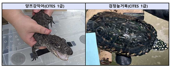 밀수된 동물들. 국제적 멸종위기종이 다수 포함됐다. 사진=서울동부지검 제공