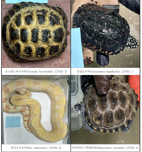밀수된 동물들. 사진=서울동부지검 제공