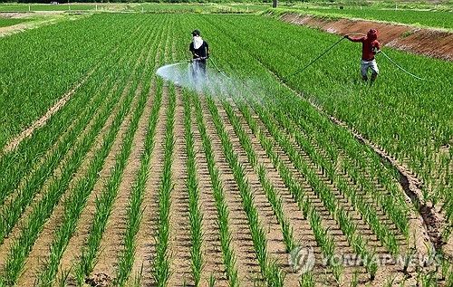 일본의 논 (출처=연합뉴스)