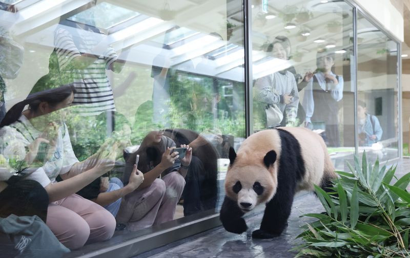 경기 용인시 처인구 에버랜드 '판다 세컨드하우스(Panda 2nd House)'에서 사전 초청 관람객들이 쌍둥이 판다 루이바오, 후이바오를 보고 있다. 2025.10.2 ⓒ 뉴스1 김영운 기자
