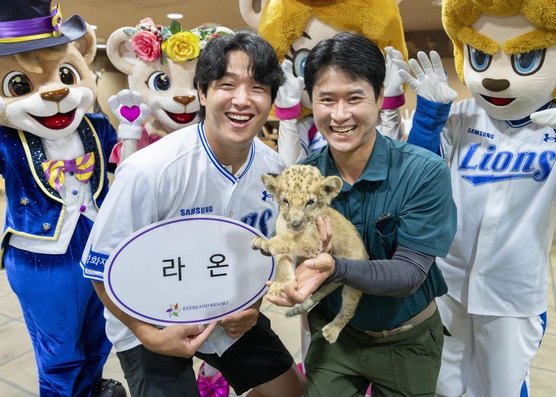 라온이라는 이름은 삼성라이온즈 투수 양창섭 선수가 지었다. "씩씩하게 자라 언젠가 에버랜드 사파리를 호령하는 진정한 사파리의 왕이 되길 바란다"는 의미를 담았다.(삼성물산 리조트부문 제공. 재판매 및 DB금지) 2026.7.14 ⓒ 뉴스1
