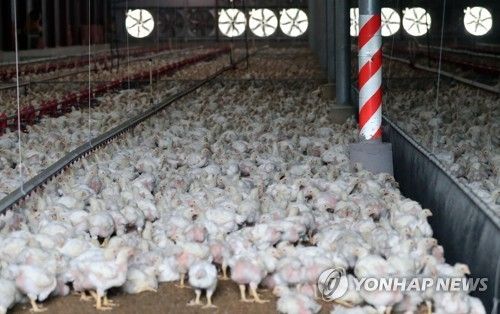 경남 거창군 주상면 육계농장에서의 닭들 (출처=연합뉴스)