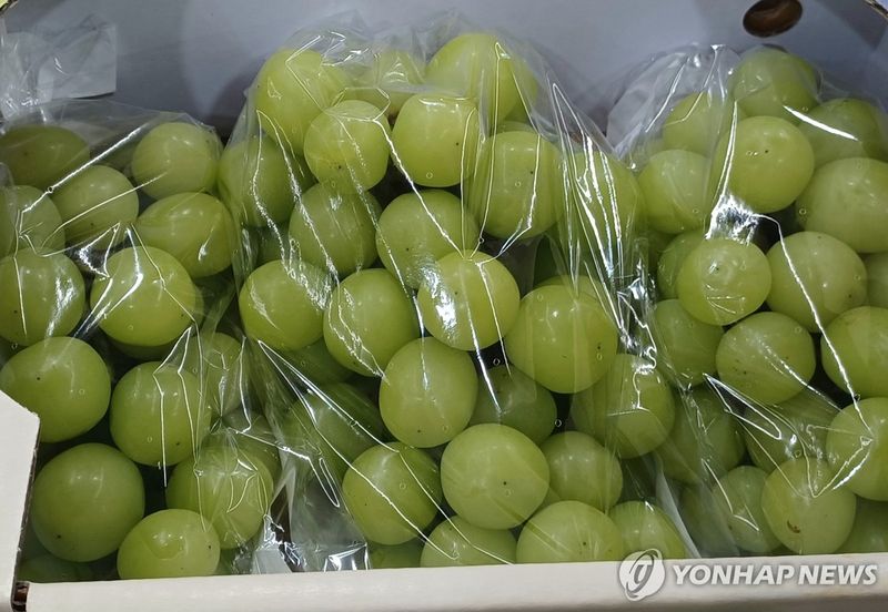 샤인머스캣. 출처=연합뉴스